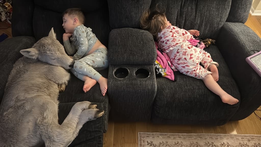 Family Shelters Struggling Calf Born In Dangerously Cold Temperatures