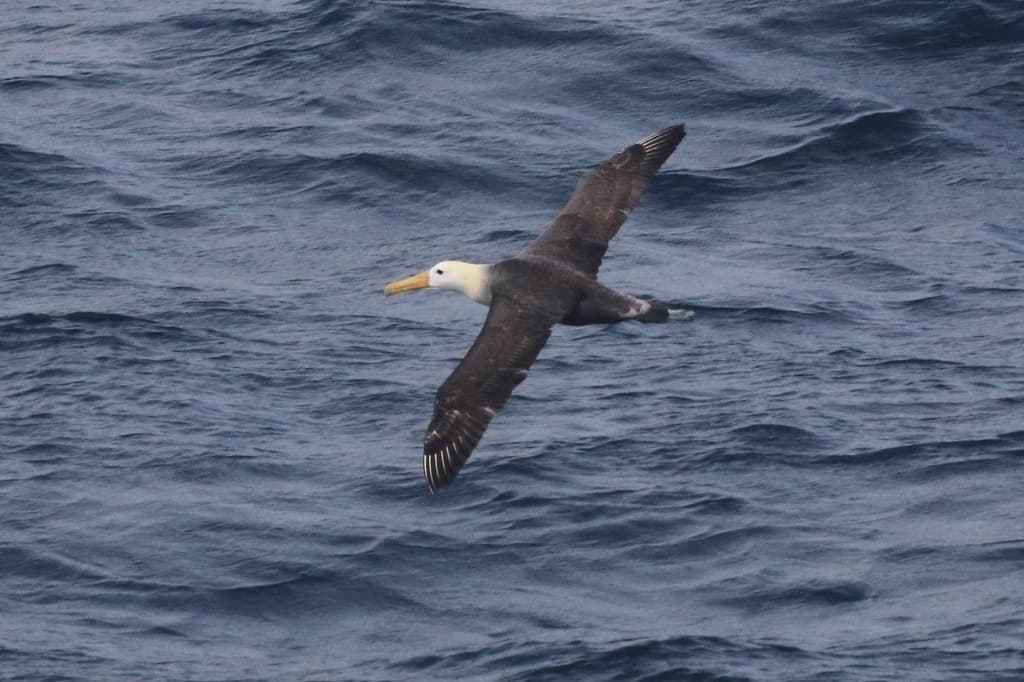 Galapagos Albatross Wandered 3,000 Miles To California