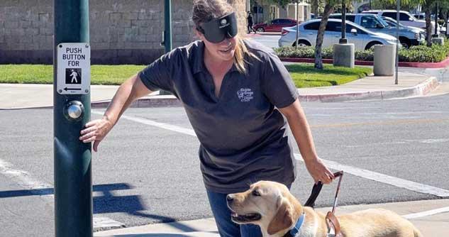 Woman wearing blindfold trains guide dog at crosswalk