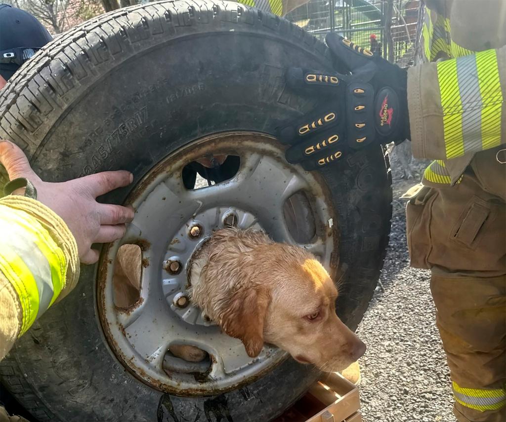 firefighters worked quickly to devise a rescue plan while attempting to keep Daisy calm.