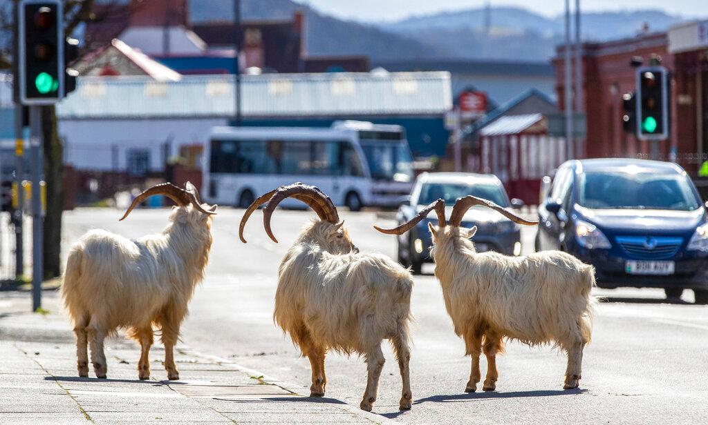 Goats Invade Town During Coronavirus 