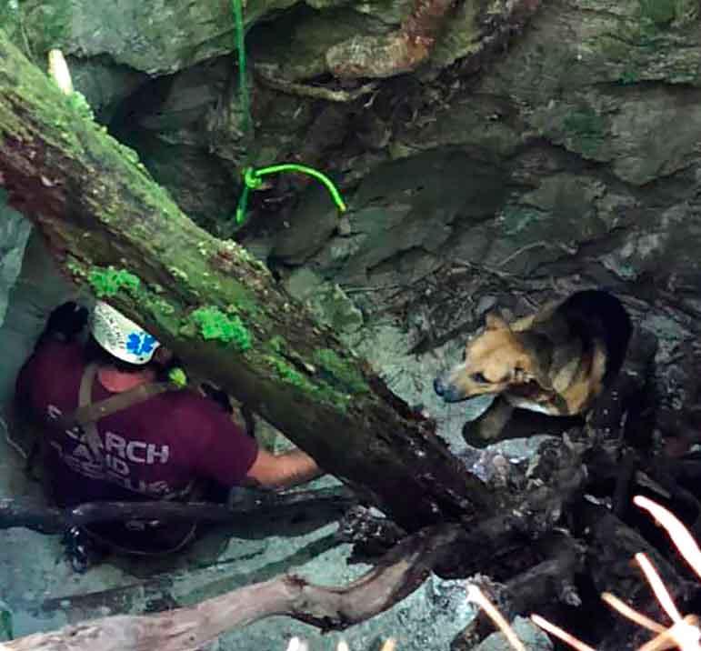 Dog rescued from sinkhole 