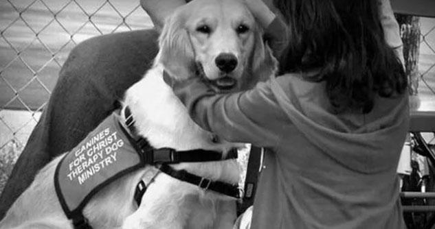 b/w photo of golden retriever therapy dog