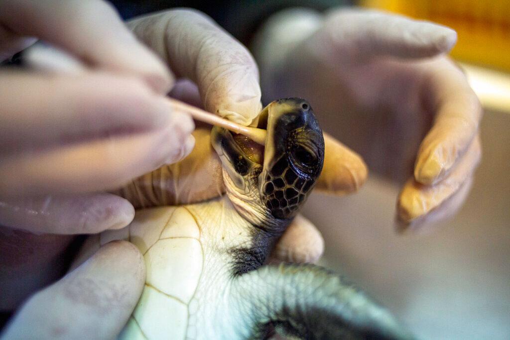 A 6-month-old green sea turtle is cleaned from tar after an oil spill in the Mediterranean Sea at Israel's Sea Turtle Rescue Center, in Michmoret, Israel