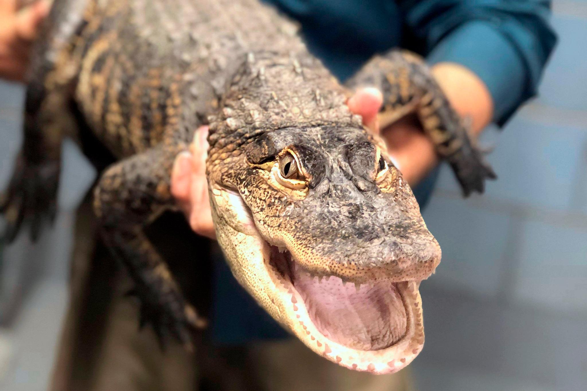 Captured alligator being held