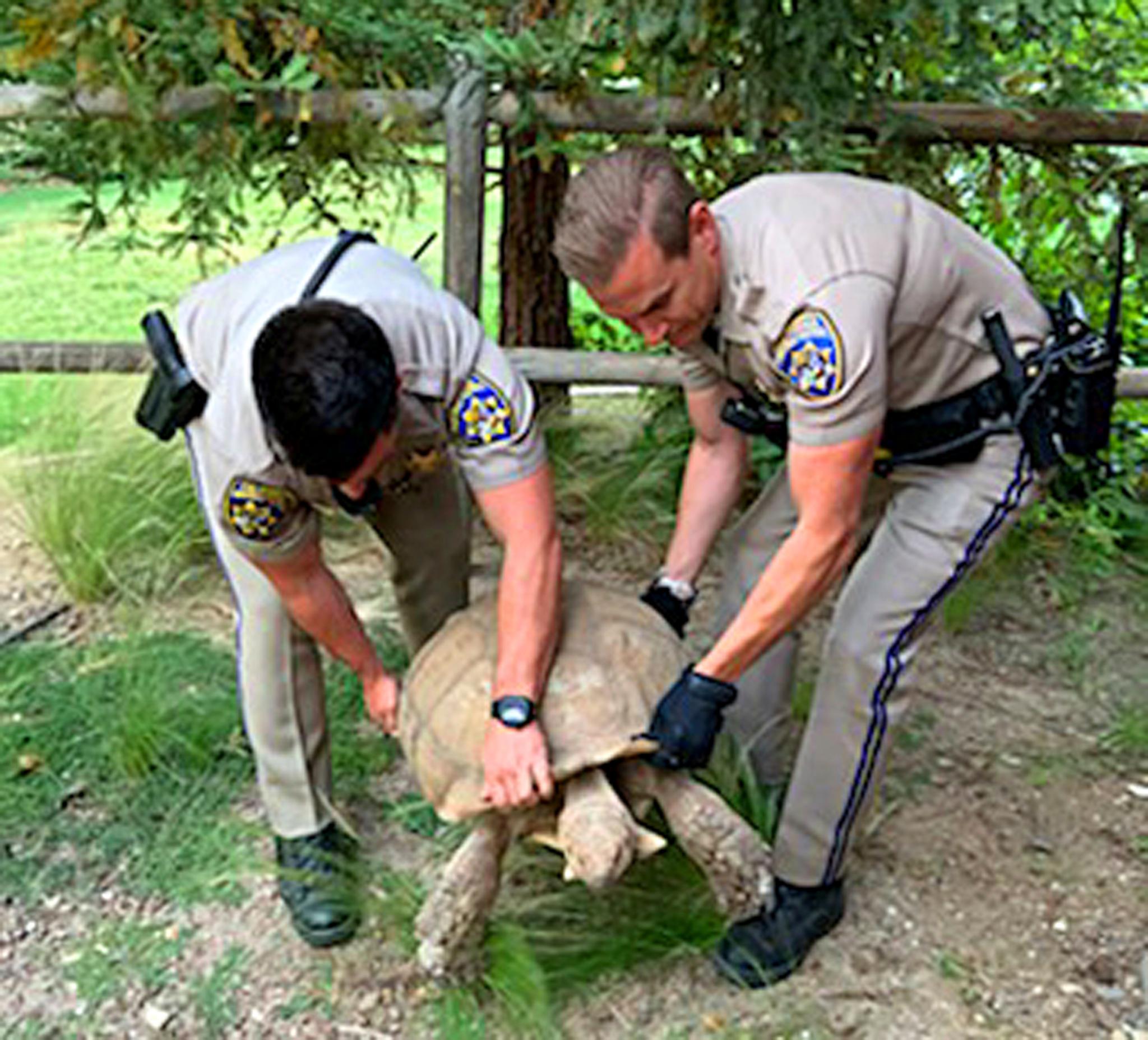 California Highway Patrol shows officers rescuing a 250-pound tortoise that wandered away from its home and was spotted on the shoulder of a road in Santa Ynez, California