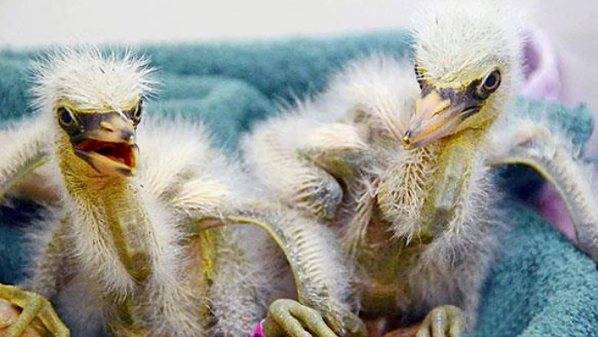 Rescued baby snowy egrets being cared for in Fairfield, California