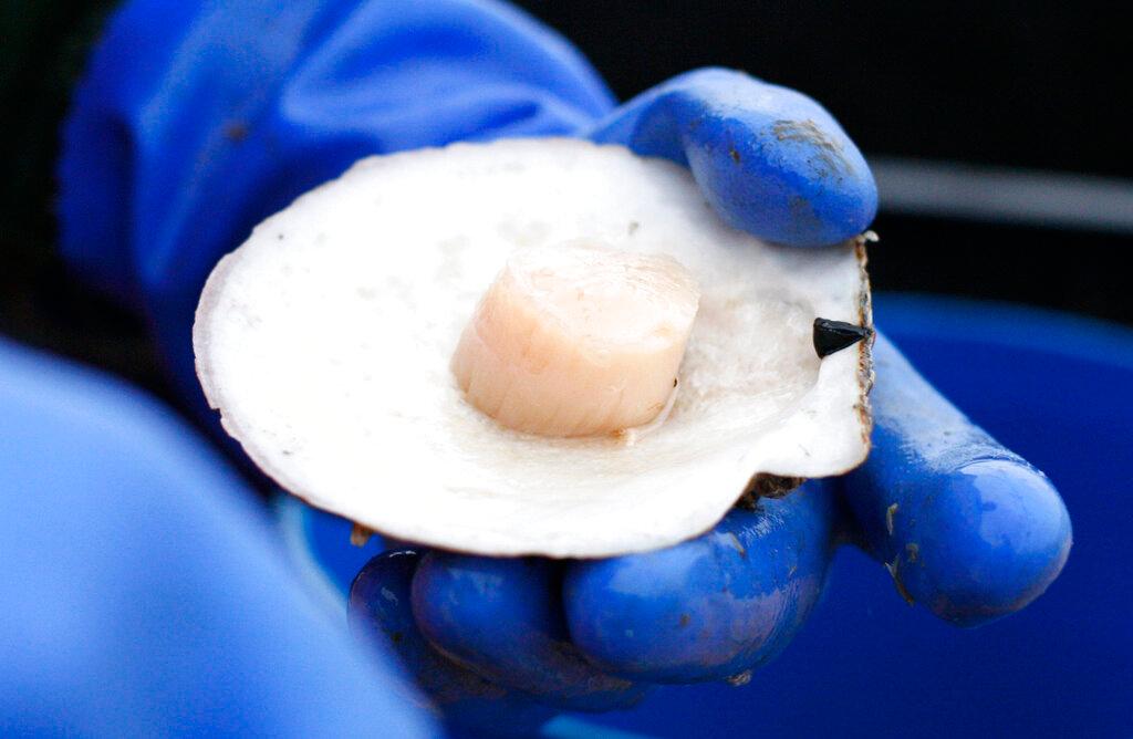 In this Dec. 17, 2011, file photo, a scallops is shucked at sea off the coast of Harpswell, Maine. America's harvest of scallops is increasing to near-record levels at a time when the shellfish are in high demand