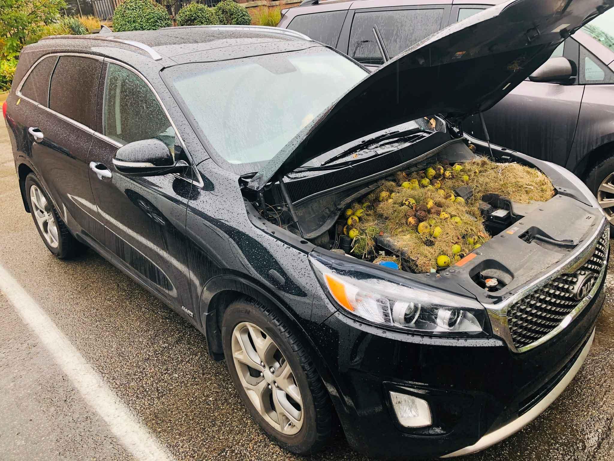 Walnuts found underneath car hood
