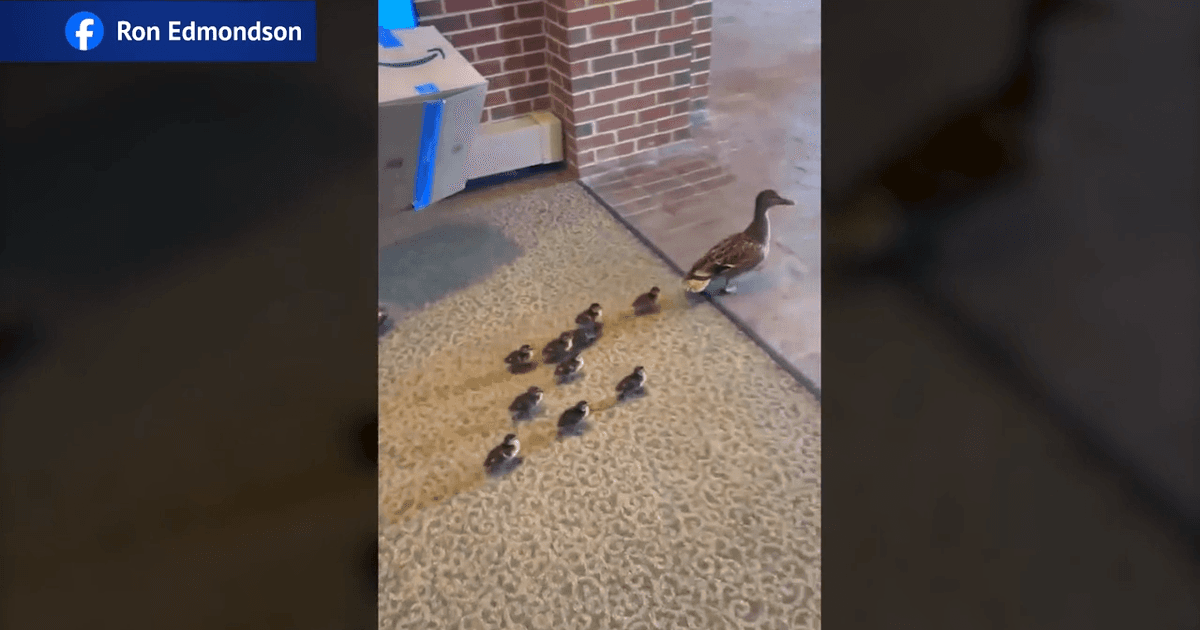 duck march